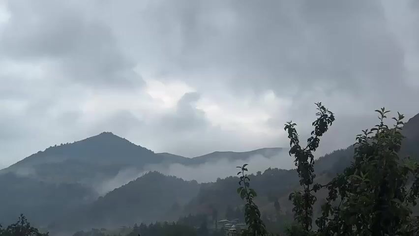A wide shot captures a landscape of rolling, mist-shrouded hills under a heavy, overcast sky. The foreground is dominated by the dark silhouettes of trees and foliage, with a particularly prominent tree on the right side of the frame. In the mid-ground, the undulating slopes of the hills are visible, with patches of mist clinging to the valleys and lower slopes, giving the scene a somber and atmospheric feel. The sky is a uniform, muted gray, with some lighter areas suggesting distant sunlight struggling to break through. There are no people or animals visible, and no discernible actions or interactions taking place. The environment appears to be rural and natural.