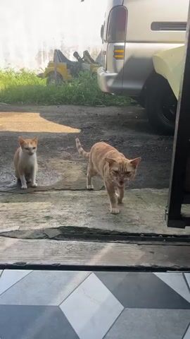 The video shows two orange tabby cats on a concrete surface in front of a building. The main cat walks toward the camera and then disappears as it approaches the lens. A second cat is seated in the background. A car and a child's play vehicle are visible in the background.