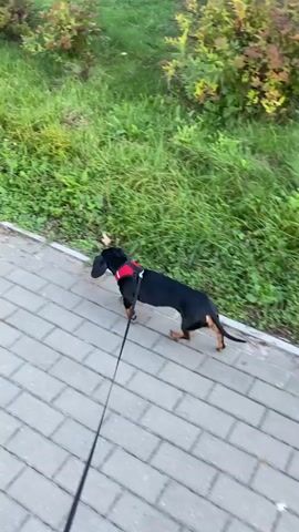 A black and tan Dachshund wearing a red harness is being walked on a leash along a paved pathway. The dog is moving from left to right in the frame, its body angled slightly away from the camera. To the left of the pathway is a patch of green grass and some bushes with green and reddish-brown leaves. The pathway is made of light-colored rectangular pavers. The leash is black and extends out of frame to the bottom left, indicating it is held by someone off-camera. The overall scene appears to be outdoors during the daytime, with natural lighting.