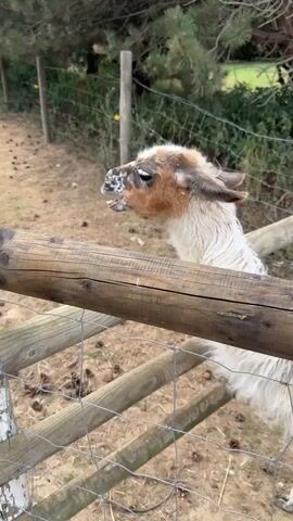 The video shows a llama behind a wooden fence. The llama is white with brown markings on its head. A hand reaches over the fence and pets the llama's neck. The background consists of trees and dry ground. The llama appears to be calm and accepting of the petting.