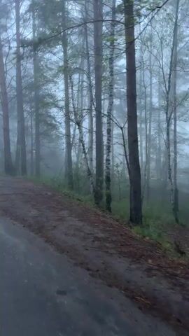 The video shows a road through a foggy forest. Tall trees line the right side of the road, fading into the mist. The road is dark and wet, with a dirt and pine needle shoulder. The light is dim, suggesting early morning or late evening. There is no evidence of people or animals in the frame.