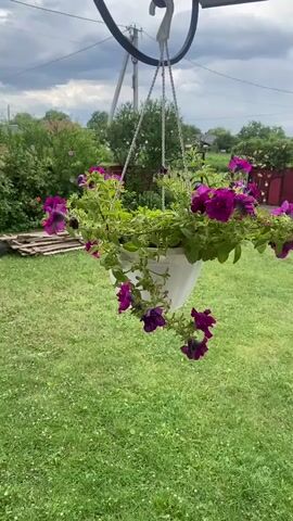 A white plastic hanging planter filled with vibrant purple petunias is suspended from a black metal hook. The planter is surrounded by lush green grass. In the background, a wooden fence with decorative elements can be seen, along with trees and a cloudy sky. There are no people visible in the video. The camera appears to be held steady, capturing the static scene.