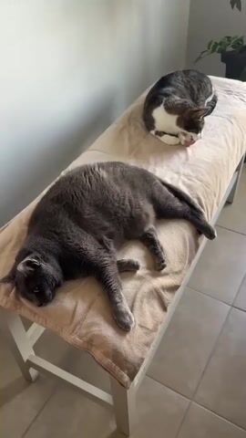 Two cats are resting on a bench covered with a light brown blanket. The cat in the foreground is a large, dark gray cat lying on its side with its head resting on its paws and its eyes closed. Its body is stretched out on the blanket. The second cat, in the background, is smaller and appears to be a tabby cat with white markings. It is curled up on the blanket, facing the front cat, with its head lowered and its eyes closed. Both cats appear to be relaxed and sleeping. The bench is white and has legs. The background shows a white wall on the left and a plant in a pot on the right. The floor is tiled.