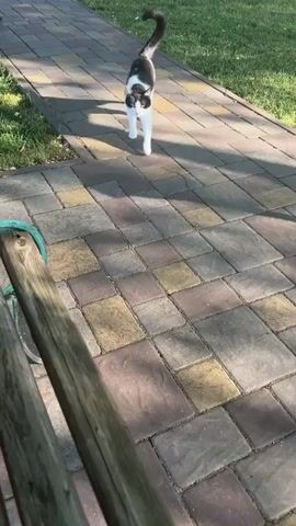 A black and white cat walks on a paved walkway. The cat is walking towards a person's legs. The person is wearing blue Crocs. The walkway is surrounded by green grass. The sun is shining, casting shadows on the ground.