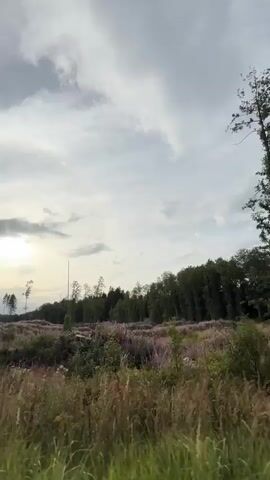The video shows a landscape scene with a cloudy sky. In the foreground, there is tall grass and some bushes. In the middle ground, there is a line of trees and some dead trees or saplings. In the background, there is a darker line of trees that appears to be a forest. The sun is visible in the upper left corner, peeking through the clouds. The video appears to be taken from a moving vehicle, as indicated by the slight blur and the motion of the scene. There is a white marker post with a black stripe in the lower left corner of the frame, suggesting the presence of a road or pathway.