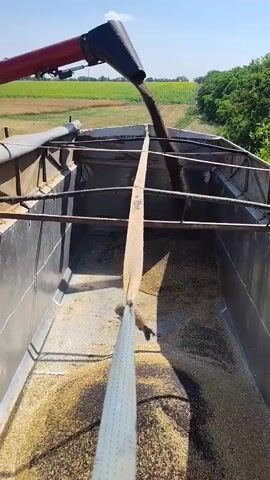 A combine harvester is unloading grain into a trailer. The combine is red and has the number 8150 on its side. The trailer is metal and appears to be full of grain. The scene is set in a field with sunflowers in the background. The sky is blue and there are some trees on the right side of the frame. A strap is visible hanging down into the trailer.