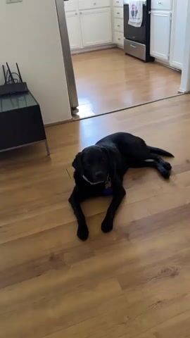 A black dog is lying on a wood-look floor. The dog is facing the camera, with its head slightly tilted. It has a white collar with a pink tag and a blue tag attached to it. The dog's front paws are extended in front of it, and its back legs are splayed out to the side. In the background, a kitchen area is visible with white cabinets and a stainless steel stove. The floor in the kitchen appears to be the same wood-look material.