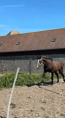 Horse runs loose in paddock near barn in Belgium