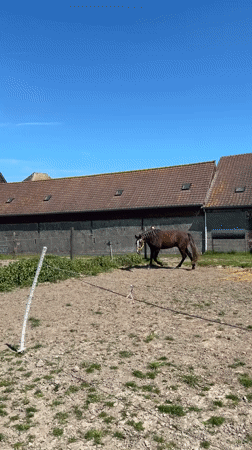 Horse runs loose in paddock near barn in Belgium
