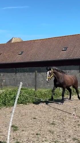 Horse runs loose in paddock near barn in Belgium