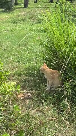 A ginger cat sits alertly in lush green grass, partially concealed by tall stalks of grass and foliage. The cat is facing to the left of the frame, then slowly turns its head to look directly at the camera. The background shows a blur of green grass and trees, with a hint of blue sky. The lighting suggests it is a sunny day.
