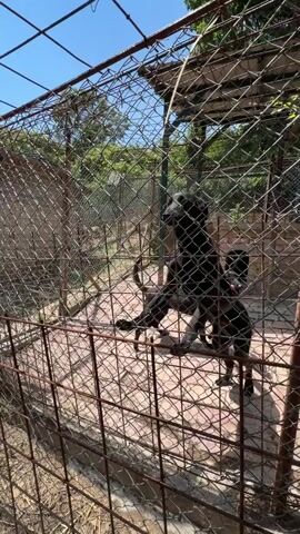 The video shows multiple dark-colored dogs, possibly black or dark brown, inside a large outdoor enclosure. The enclosure is surrounded by a tall, rusty chain-link fence, which is prominently featured in the foreground, separating the viewer from the dogs. The ground inside the enclosure appears to be made of concrete paving stones or bricks, arranged in a pattern. A shaded area, possibly a simple roof or structure, is visible towards the back of the enclosure.

Throughout the video, the dogs are active and vocal, barking loudly. At the beginning, one dog jumps up against the fence. The dogs can be seen moving around, walking, and running within the space. There are trees and green foliage visible in the background, suggesting a natural outdoor setting. The sky is bright and blue, indicating a sunny day. The overall impression is that of a dog kennel or shelter environment. No people or visible text are present in the frame.