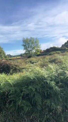 The video pans across a slightly undulating landscape under a partly cloudy blue sky. The foreground is dominated by lush green ferns and tall grasses, with a thin wire visible running horizontally across the lower portion of the frame. In the mid-ground, there is a mix of overgrown vegetation, including bushes and smaller trees. On a gentle slope to the left, a single, sparsely leaved tree stands out. Further back and to the right, a large, mature tree with dense foliage is prominent. The background reveals more trees and vegetation, with hints of a structure, possibly a small building with a red roof, visible in the distance on the right side. The overall impression is of a rural, natural environment.