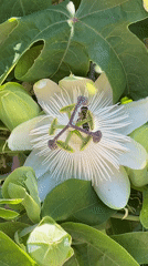 Spring blooms and wildlife documented in Đenovići, Montenegro