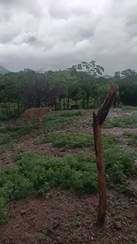A light brown calf stands in a field on a cloudy day. The calf is facing left, looking down. The field is covered in green vegetation and patches of dirt. In the background, there are trees and hills. A rough wooden post stands in the foreground to the right of the frame. The sky is filled with heavy, gray clouds.