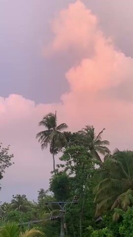 The video shows a low-angle view of palm trees against a pastel pink and purple sky with large, fluffy clouds. The trees are lush and green, with the fronds of the palm trees visible. In the background, there are hints of what appear to be power lines or utility poles. The lighting suggests it is either dawn or dusk, with the soft colors of the sky indicative of the golden hour. The camera appears to be stationary, capturing the serene atmosphere of the tropical landscape.