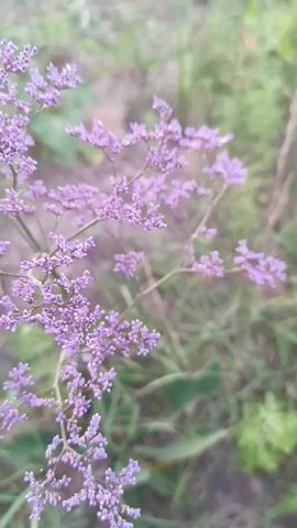 A close-up video shows a delicate, light purple flowering plant with many tiny blossoms. The plant's branches are thin and spread out, with clusters of flowers adorning the tips. The background is softly blurred, revealing hints of green grass and other foliage, suggesting an outdoor natural setting. The overall mood is serene and peaceful, with the soft focus and gentle lighting implying a calm atmosphere, possibly during the golden hour of sunrise or sunset. There are no visible people or objects other than the plant. No text is visible in the video. The location context provided is Қараөткел, Kazakhstan.