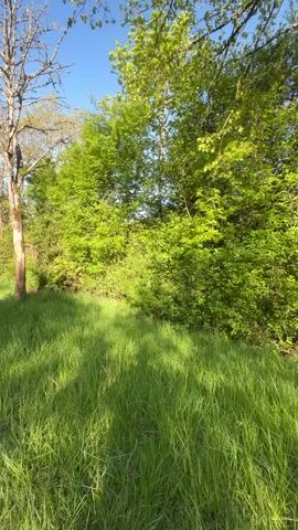 The video opens with a close-up shot of vibrant green grass under bright sunlight, casting long shadows. In the background, there are numerous trees with fresh green leaves and one bare, leafless tree. The scene quickly pans left to reveal a paved road with a white solid line marking its edge. A person dressed in an orange high-visibility suit is kneeling in the tall grass beside a white and orange roadside marker post. They are operating a string trimmer (weed wacker), clearing the grass around the post. The sky is clear and blue. Trees line the road in the distance, suggesting a rural or semi-rural setting. The activity is taking place on a sunny day, likely in the morning or late afternoon given the shadow length. The location context provided is Wasserbillig, Luxembourg.