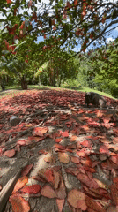 Rural life documented in Kiblawan: livestock, tropical scenery, daily moments