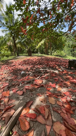 Rural life documented in Kiblawan: livestock, tropical scenery, daily moments