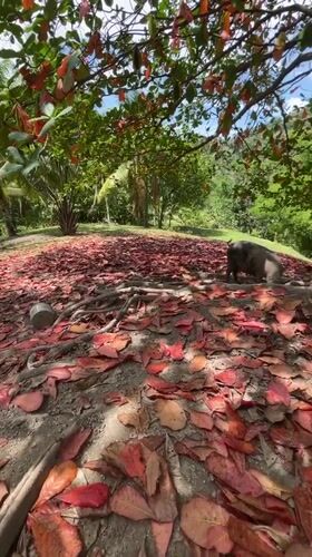 Rural life documented in Kiblawan: livestock, tropical scenery, daily moments