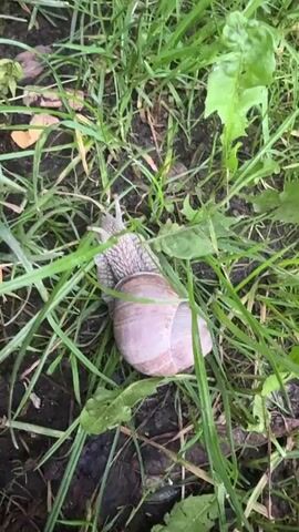 A snail is shown crawling through grass. The snail has a large, spiraled shell. The snail's body is extended and it is moving slowly. The grass is green and wet. The ground is dark and muddy.