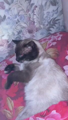 A Siamese cat with dark brown points on its face and ears, and a lighter tan body, is lying on a pink floral pillow. The cat is grooming itself, lifting a paw to scratch its neck. The background is a floral patterned wallpaper in muted blues and purples. The lighting appears to be natural, with sunlight casting shadows.