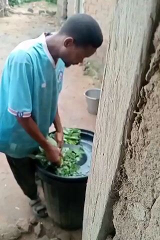 A man in a light blue t-shirt with white and pink stripes on the sleeves is standing next to a large black plastic tub. He is facing the tub and is using a white-handled knife to chop green leafy vegetables. The tub is full of water and more green vegetables. Behind him, to the right, is a rough wooden post or beam. To the left of the tub, there is a grey bucket. In the background, there is a brick building and some corn stalks. The ground appears to be dirt.