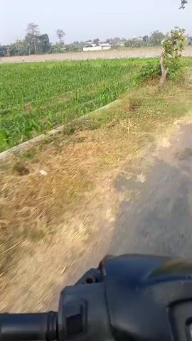 The video shows a point-of-view perspective from a vehicle, likely a motorcycle, moving along a paved road. The road is bordered by grassy areas and agricultural fields. The fields appear to be planted with crops, some of which are covered with white plastic sheeting. Trees and scattered buildings are visible in the background. The lighting suggests it is daytime, possibly morning or late afternoon, with a clear sky. No people are clearly visible or interacting with the camera. The focus is on the passing landscape.