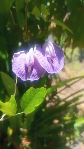 The video displays a close-up shot of two purple flowers with green leaves in the foreground. The background is blurred and shows a natural outdoor environment with sunlight filtering through. The camera appears to be handheld, with slight movements and focus adjustments throughout the brief clip. The lighting is bright, suggesting it is daytime. There are no people or animals visible in the video. The overall impression is one of natural beauty and tranquility.
