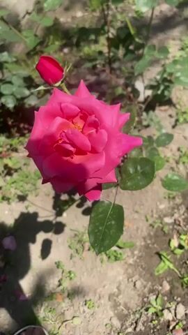 The video shows a close-up of a vibrant pink rose in full bloom, with its petals unfurling to reveal a yellow center. To the left of the blooming rose, a tight red rosebud is visible, suggesting the plant is in its flowering stage. The roses are situated outdoors, with sunlight casting shadows on the sandy soil and green leaves surrounding the plant. The background is blurred, but appears to be a garden setting with more greenery and soil. The camera movement is subtle, with slight pans and zooms, focusing on the details of the rose and its bud. The overall impression is one of natural beauty and a garden in bloom on a sunny day.
