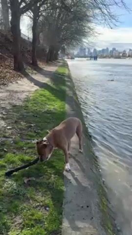The video shows a brown and white pit bull dog on a grassy bank next to a river. The dog is holding a long, dark stick in its mouth and is shaking its head. The river is to the right of the dog. On the other side of the river are tall buildings that look like a city skyline. Trees line the bank to the left of the dog. The weather appears to be sunny.