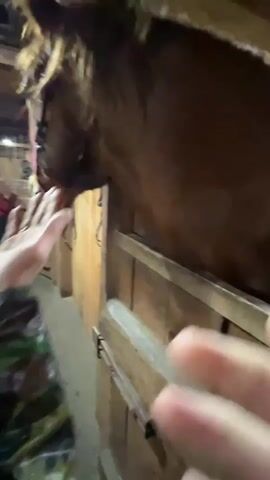 A brown horse with a pink halter stands in a wooden stable in Magnitskii, Russia. The horse, seen from the head to the mid-back, looks towards the left side of the frame. In the blurry background, two individuals, one in a red jacket and another in a blue one, are visible. A hand, wearing a light-colored sleeve, gently reaches over a wooden barrier to pet the horse's neck and back. The horse remains calm and appears to lean into the touch. The stable features wooden walls and ceiling with artificial lighting.
