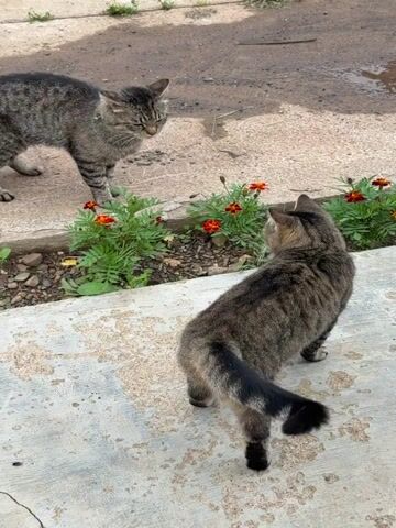 Two tabby cats are in a yard. One cat is standing in the background, facing the camera with its head slightly turned to the left. It is a medium-sized cat with gray and black stripes. The other cat is in the foreground, facing away from the camera and looking towards the background cat. This cat is also a tabby, with similar coloring and a bushy black-tipped tail.

Between the two cats is a small flower bed with blooming orange marigolds and green foliage. The ground in the background appears to be a dirt path, possibly wet in places. The foreground is a cracked concrete surface, perhaps a walkway or patio. The lighting suggests it is daytime, likely morning or afternoon, with shadows cast on the ground. The overall scene appears to be outdoors in a residential area. There is no visible text in the image.