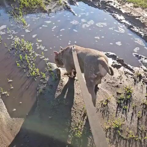 A tan pit bull on a leash walks near a muddy puddle and some green grass. The dog sniffs at the water. The video shows the dog from different angles as it moves.