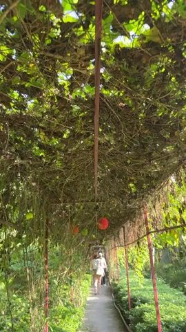 The video shows a walk through a tunnel-like structure covered by a dense canopy of vines and leaves, likely in Thới Sơn, Vietnam. Several round, spiky fruits, both green and ripe red (Gac fruit), hang from the vines, creating a striking visual. The sunlight filters through the leafy canopy, illuminating the pathway. In the distance, at the far end of the tunnel, a few people are seen walking away from the camera, suggesting a leisurely stroll through this unique agricultural or garden display. The setting appears bright and natural.