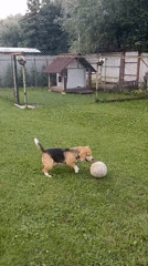 Two beagles playing and wrestling in a Timokhovo backyard