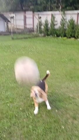 The video begins with a tri-colored beagle dog leaping in mid-air, catching a large, textured ball with its mouth. The dog's body is extended horizontally as it executes the jump against a backdrop of a grassy yard with a fenced-off area and a small doghouse. The scene transitions to the dog standing on the grass, nudging the ball with its nose. It then looks up at the camera with its mouth open and tail wagging, appearing excited. The video concludes with the dog standing still, looking towards the camera, with the ball positioned near its hind legs. The environment is a typical outdoor yard with green grass and some trees and fencing visible.