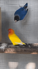 Lovebirds and garden scenes at a Kuta Selatan property