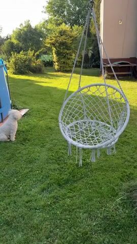 A white dog sits on a grassy lawn, looking at a white rope swing. The swing is hanging from a support structure and has macrame detailing. In the background, there is a blue swimming pool and trees. The sun is shining, casting shadows on the grass.