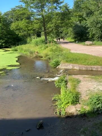 The video shows a natural scene with a body of water and lush green vegetation. In the foreground, there is a slow-moving stream with some algae on the surface. The water appears shallow, with rocks visible beneath the surface. On the right bank of the stream, there is a stone structure that seems to be a small dam or weir. Lush green plants and grass grow along the bank. In the middle ground, the stream widens slightly and a person, appearing to be a child, is seen sitting near the water's edge, possibly interacting with it. Beyond the stream, a path or road is visible, with a few people walking and one person riding a bicycle in the distance. The background is filled with mature trees, indicating a park or wooded area. The sky is clear and blue. The overall impression is a tranquil, natural environment on a sunny day.
