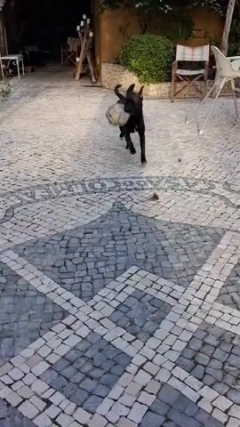 A medium-sized, dark-furred dog walks across a paved courtyard carrying a tan and white object, possibly a pillow or soft toy, in its mouth. The courtyard is paved with light-colored stones arranged in a decorative pattern. The dog passes by outdoor furniture, including chairs and a table, and a potted plant. It then walks towards an open wrought iron gate, disappearing from view. The setting appears to be outdoors on a sunny day.