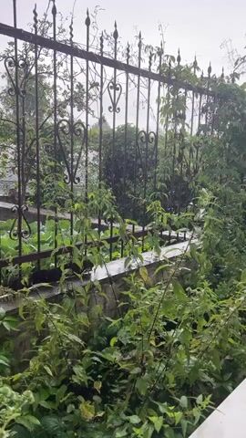 The video pans from right to left, showing a garden with a black wrought iron fence. The fence has decorative heart shapes and pointed finials. Lush green plants, some of which appear to be weeds, grow in front of and behind the fence. A stone wall is visible below the fence. To the far left, a red brick pillar is visible. The sky is overcast and it appears to be raining, as indicated by the wet foliage and the blurry appearance of distant objects. The video ends by panning to the left, showing a partial view of a window frame and a white wall.