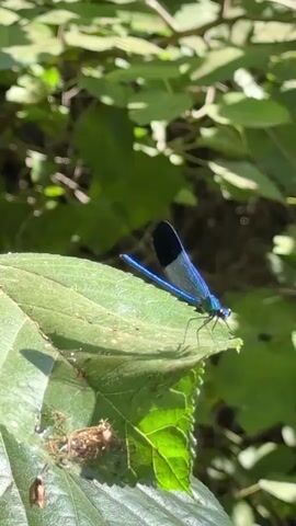 A close-up shot captures a vibrant blue damselfly resting on a large, green leaf. The damselfly is positioned on the right side of the leaf, with its slender blue body and dark-tipped wings clearly visible. Its head is turned slightly to the right, and its legs are delicately perched on the leaf's surface. In the lower left corner of the leaf, a small, brown, cocoon-like structure is visible.

The background is a blur of lush green foliage, suggesting an outdoor, natural setting. Sunlight filters through the leaves, creating dappled patterns of light and shadow. The greenery indicates a likely temperate or tropical environment, possibly a forest or garden. The bright daylight suggests the photo was taken during the day, likely mid-morning to late afternoon, given the intensity of the sunlight. The overall mood is one of tranquility and natural beauty, focusing on the delicate details of the insect and its surroundings. No text is visible in the media file.