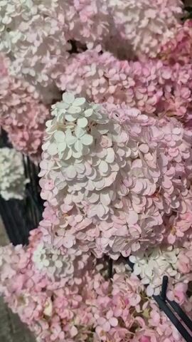The video pans across a dense cluster of blooming hydrangeas. The flowers are conical in shape and are transitioning from a creamy white at the tips to a soft pink towards the base. A few dark green leaves are visible among the blossoms. In the background, a dark metal fence can be seen running horizontally. Further in the distance, the corner of a brick building with a white framed window is visible. The sky above appears overcast with hints of gray.