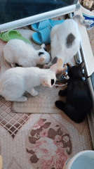 Morning routine for a backyard cat colony in Konyaaltı