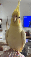 Pet cockatiel shares breakfast moment with owner in Krasnoyarsk