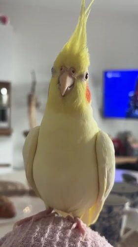 Pet cockatiel shares breakfast moment with owner in Krasnoyarsk