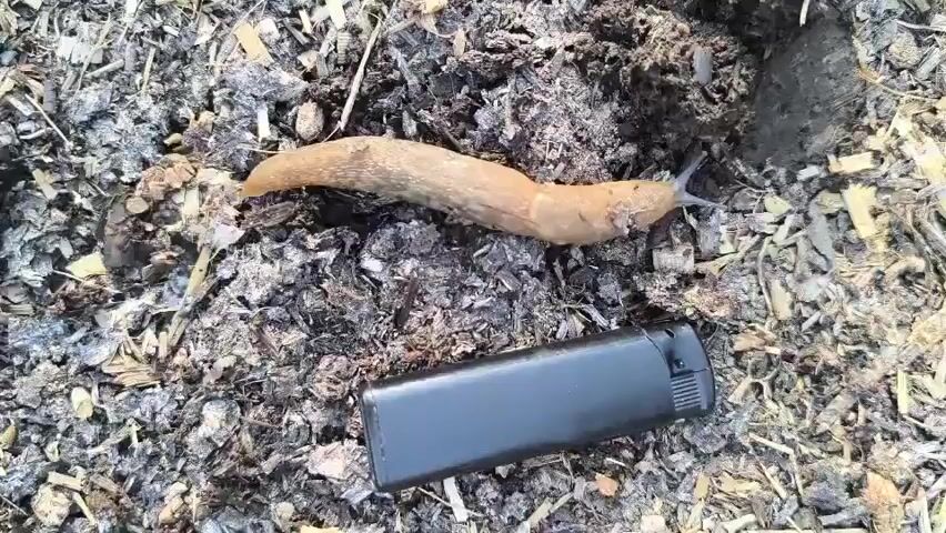 The video shows a close-up, overhead view of a brown slug on a bed of ash and wood chips. A black lighter lies to the right of the slug. The slug is elongated and appears to be moving slightly. The background consists of dark soil and lighter wood debris.