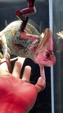 A veiled chameleon is being held by a person's hand. The chameleon is hanging upside down, with its front feet gripping the person's thumb and index finger. Its hind legs are tucked underneath its body. The chameleon's head is turned towards the camera, and its eyes are visible. The chameleon's skin is a mixture of green and brown, with some blue and yellow markings. The person's hand is large and appears to be a woman's hand, with a ring on the ring finger. The background is a glass enclosure, likely a terrarium, with branches and foliage visible. A red light fixture is mounted above the chameleon, possibly a heat lamp or a light for viewing. The lighting in the scene is artificial, casting a pinkish hue on the chameleon and the person's hand.